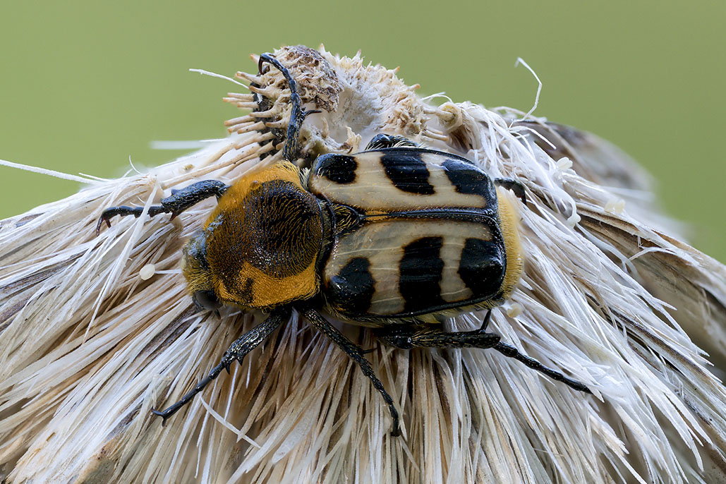 Cetoniidae: Trichius gallicus